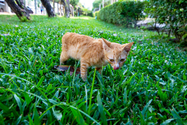 istock A brown skinny kitten is playing on the grass, focus selective 1449295258