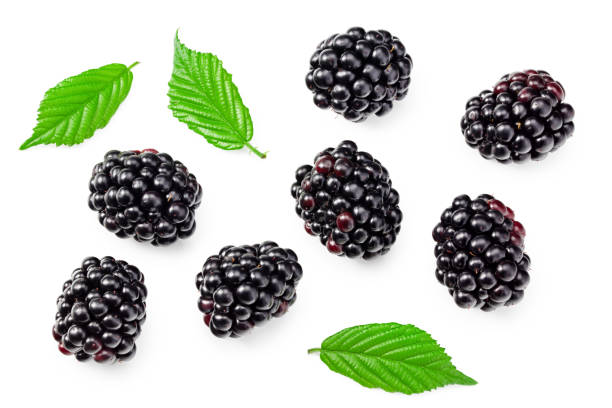 istock blackberries with leaves isolated on white background. clipping path 1449296581