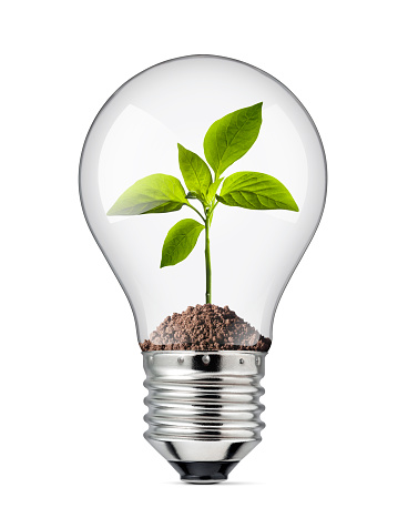 Light bulb with green plant growing inside isolated on white background.