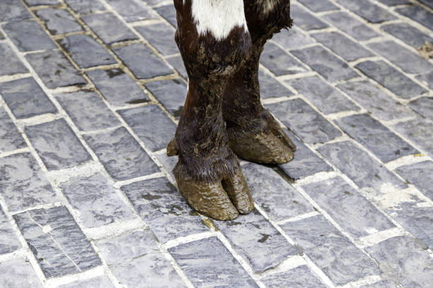 istock Cow hooves on a farm 1449298306