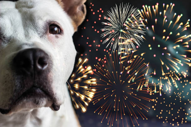 istock Dog afraid of fireworks 1449299198