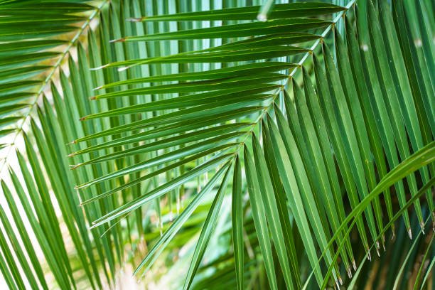 istock Palm leaf background. Tropical green jungle leaf with texture and exotic botanical pattern. Decoration, nature, tropic concept. 1449301051