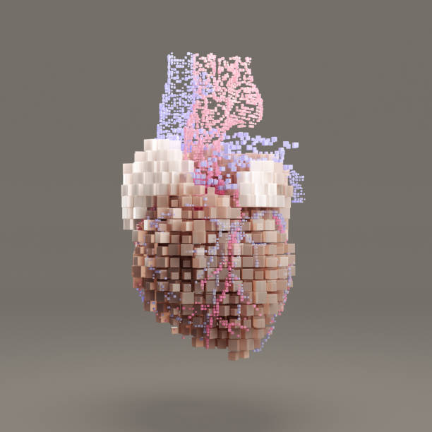 cyfrowe serca - anatomical model zdjęcia i obrazy z banku zdjęć