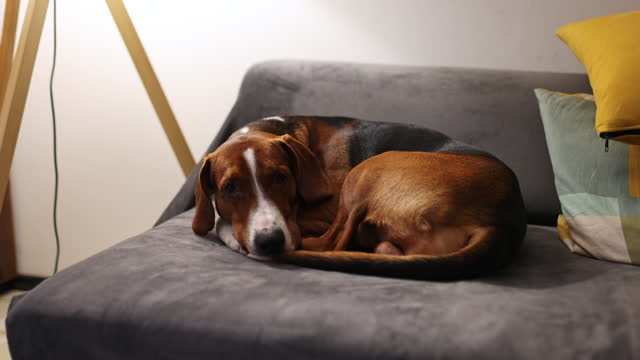 A hound dog rests on a comfortable sofa in the living room