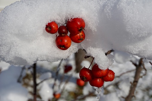 Little apples under the snow. Paradise apples hang on a tree under the snow. Mini Chinese apples hang on an apple tree under the snow.