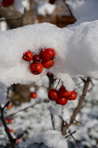 Little apples under the snow. Paradise apples hang on a tree under the snow. Mini Chinese apples hang on an apple tree under the snow.