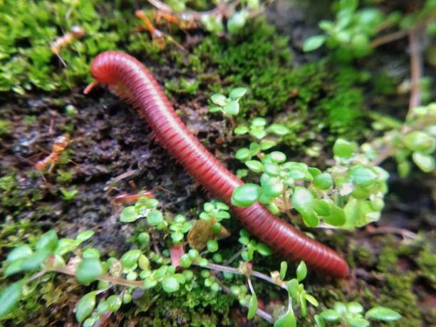 istock Close up Millipede on mossy wall 1449307019