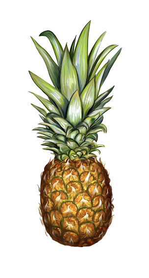 Digital painting of a pineapple on white background.