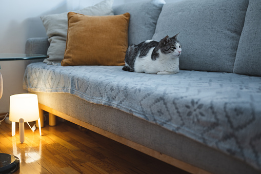 Cat lying on modern couch by the evening lamp sitting on room floor. Pets and furniture concept.
