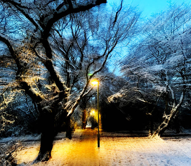 Tree branches covered with fresh snow during evening snow storm.