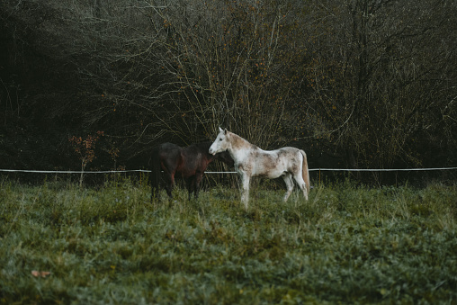 A dark horse and a white horse on a green grass field. Slightly defocused with a vintage film look