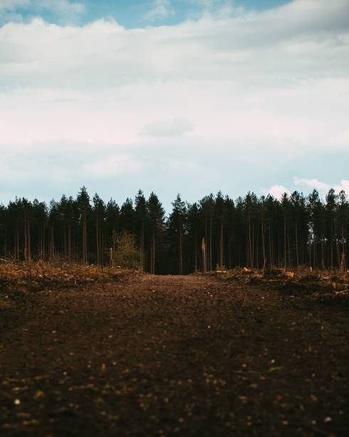 istock Vertical shot of a dirt path leading up to a forest 1449310962