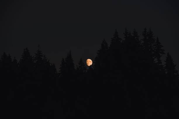 The full moon rising over the trees in the dark sky