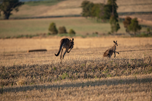 Kangaroos in the field