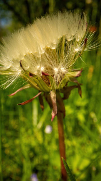 istock Summer breeze blows away puffy dandelion seeds on meadow 1449318039