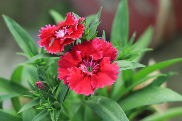 로킨 레드 스위트 윌리엄 품종의 풍부한 주홍색 패랭이꽃 카펫. - dianthus 뉴스 사진 이미지