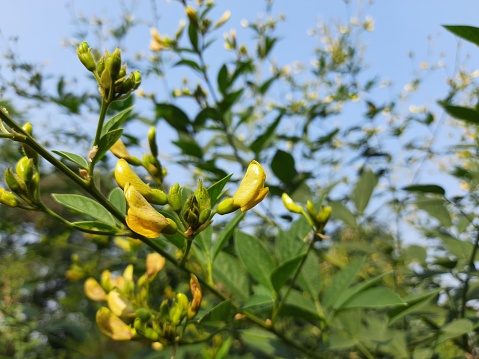 Pigeon pea crop with flowers. Pigeon pea plant is in floral stage.The pigeon pea (Cajanus cajan), also known as pigeonpea, red gram or tur, is a perennial legume from the family Fabaceae.