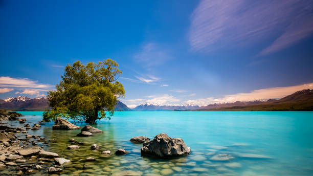 istock Tree and Lake Pukaki under Blue Sky 1449321859