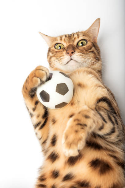 istock Red Bengal cat holding a soccer ball in its paws 1449325004