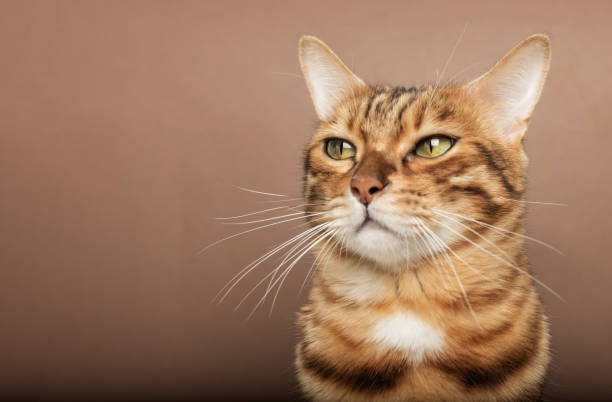 istock Funny muzzle of a Bengal cat on a brown background. 1449325007