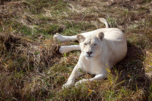 White lioness in nature park (Panthera leo krugeri)