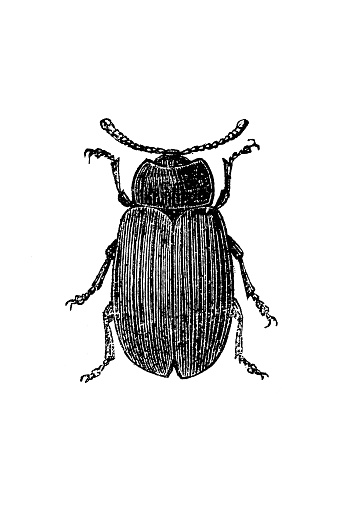 Poplar Leaf Beetle - Chrysomela populi