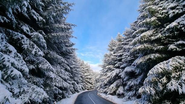 istock Road in the forest in winter 1449329102