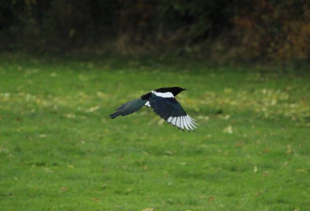 istock Magpie flying over the green grass in a park 1449329992