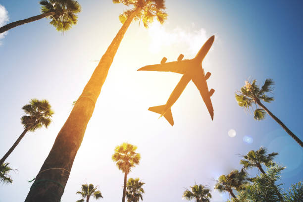 istock Low angle view of palm trees against sky 1449330263