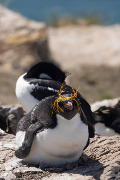 Macaroni Penguin, Pebble Island, Falkland Islands