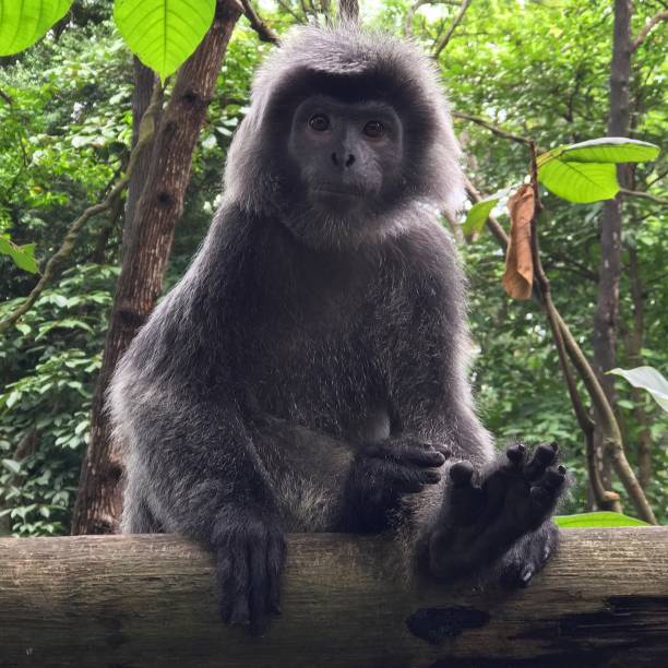 istock Singapore Zoo Friend 1449331586