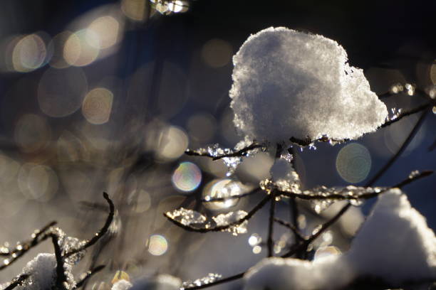 어두운 배경에 얼음과 눈의 아름 다운 가지입니다. 반짝이는 점들이 있는 아름다운 어두운 배경과 얼음과 눈의 얇은 가지들이 전경에 있습니다. - january winter icicle snowing 뉴스 사진 이미지