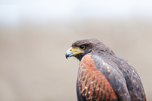 Eagle hunter portrait in the wild, looking for prey