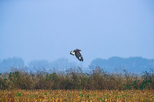 Eagle hunter soaring above the ground in winter, looking for small game