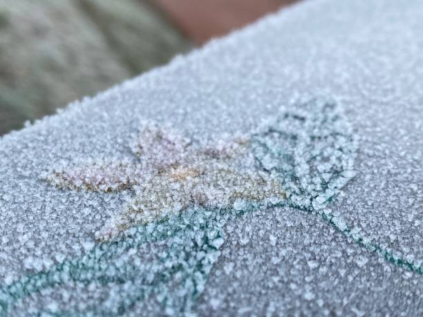 Flower in the frost on a railing