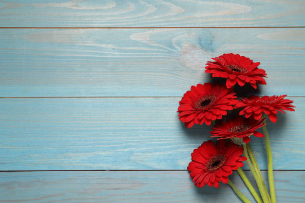istock Beautiful bright gerbera flowers on light blue wooden background, top view. Space for text 1449333586