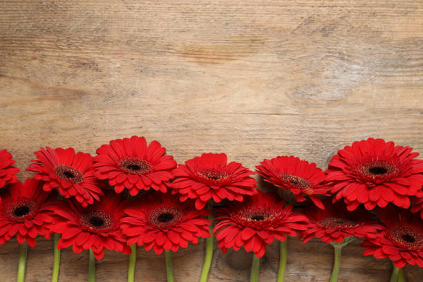 istock Beautiful bright gerbera flowers on wooden background, flat lay. Space for text 1449333587