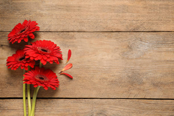 istock Beautiful bright gerbera flowers on wooden background, flat lay. Space for text 1449333678