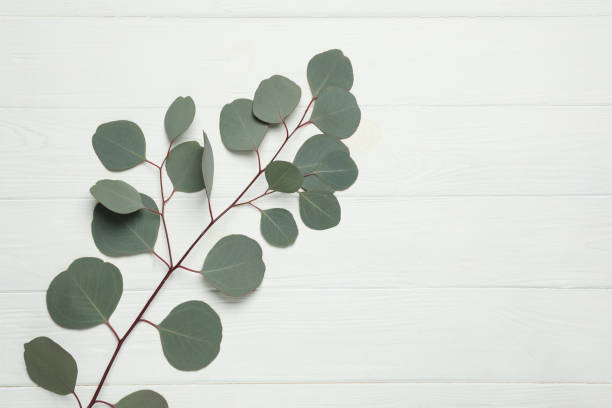 istock Eucalyptus branch with fresh green leaves on white wooden table, top view. Space for text 1449333736