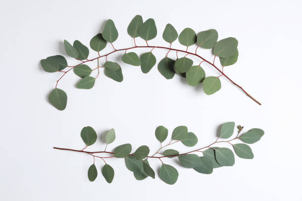 istock Eucalyptus branches with fresh green leaves on white background, top view 1449333739