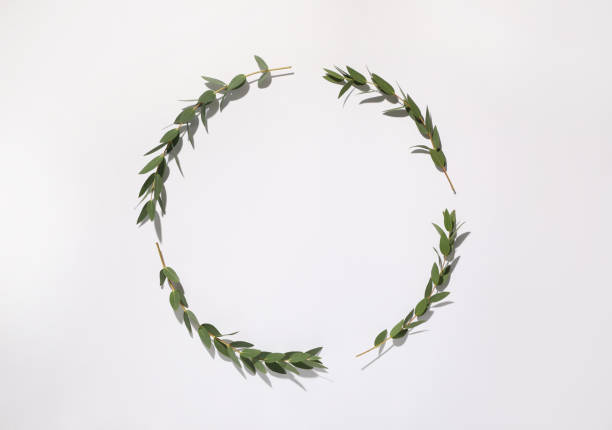 istock Eucalyptus branches with fresh green leaves on white background, top view. Space for text 1449333775