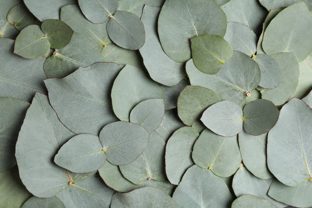 istock Fresh green leaves of eucalyptus as background, top view 1449333903