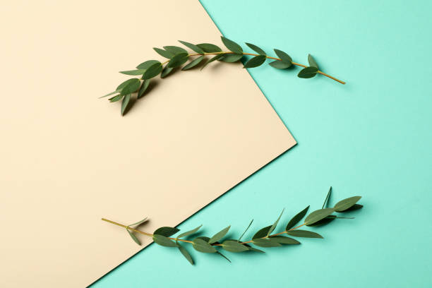 istock Eucalyptus branches with fresh green leaves on color background, flat lay. Space for text 1449333917