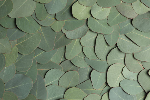 istock Fresh green leaves of eucalyptus as background, top view 1449334086