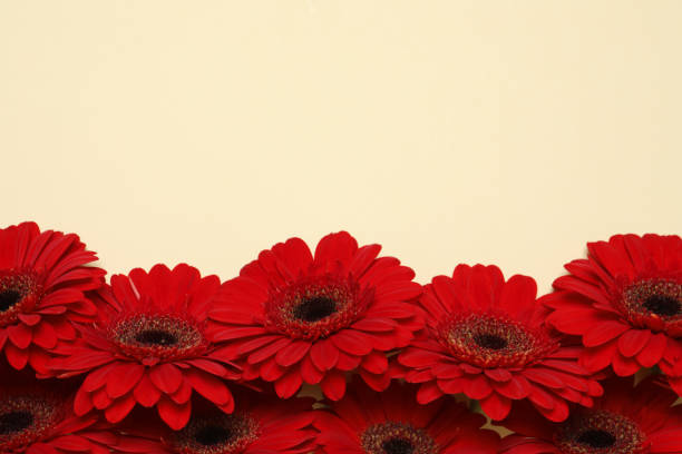 Barberton daisy