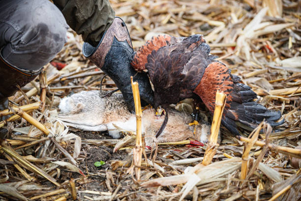 holding prey on the ground cought by trained eagle hunter - cought imagens e fotografias de stock