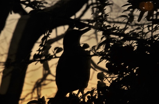 Blackbird in silhouette searching for berry fruit in the winter