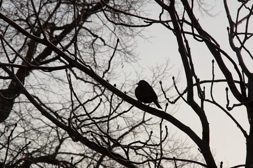 Blackbird in silhouette searching for berry fruit in the winter