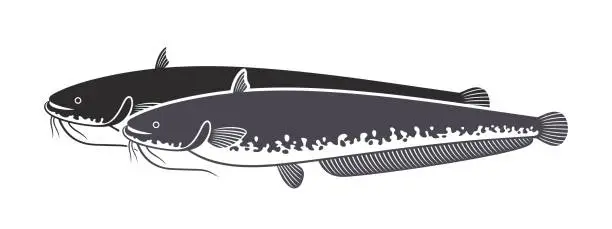 Vector illustration of European  catfish logo. Isolated catfish on white background