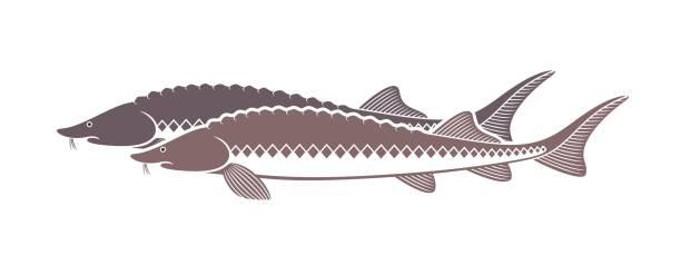 illustrazioni stock, clip art, cartoni animati e icone di tendenza di logo storione. storione isolato su sfondo bianco - meal whale mammal animal